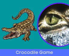Spelling number crocodile game